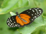 20140822 Elne and Butterfly house